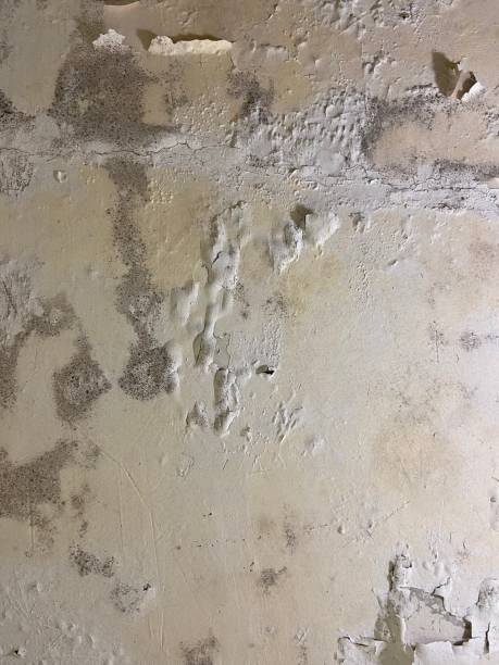 Best Insurance-Related Mold Remediation in New Middletown, OH