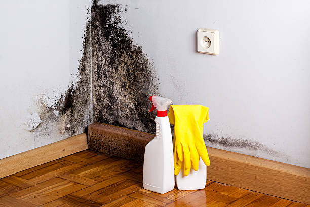 Best Crawl Space Mold Remediation in New Middletown, OH