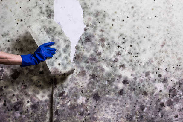 Best Preventive Mold Services in New Middletown, OH