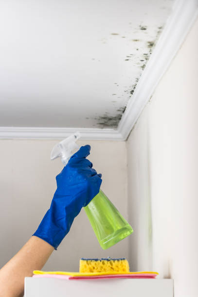 Best Localized Mold Remediation (e.g., coastal areas, humid climates) in New Middletown, OH