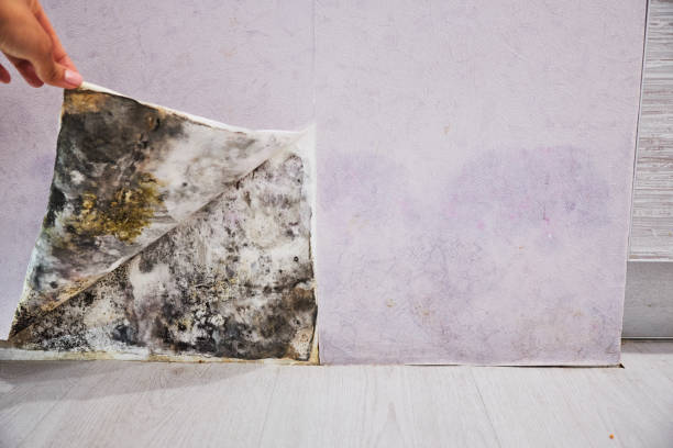 Best Mold Remediation for Specific Building Types in New Middletown, OH